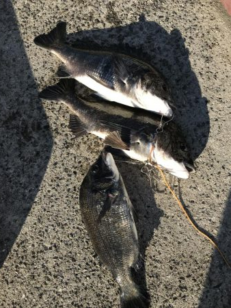 ビギナーズラック？