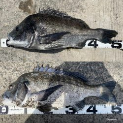 再度巨チヌ降臨‼️