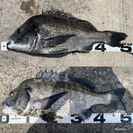 再度巨チヌ降臨‼️