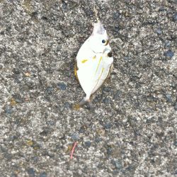 キス釣りのはずが・・・