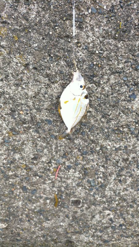 キス釣りのはずが・・・