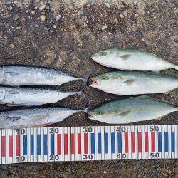 小浦一文字遠征