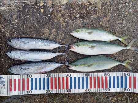 小浦一文字遠征