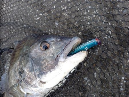 朝のトップで連続ヒット