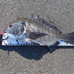 手長エビを餌にしてみました