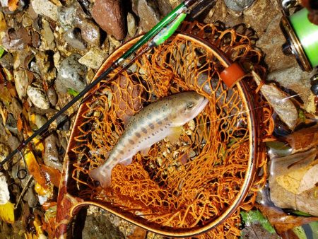 渓流は涼しい(^∇^)小型は結構いるんです…