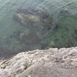 サバばかりかと思ってたら。。