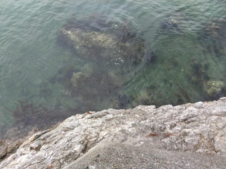 サバばかりかと思ってたら。。