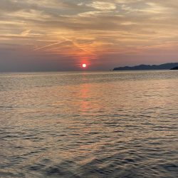 夏のアオリイカ！