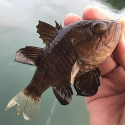 今日はキジハタ！