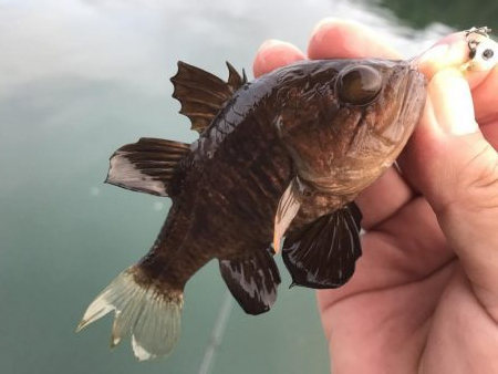 今日はキジハタ！