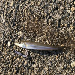 モーニングアジング