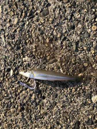 モーニングアジング