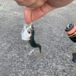 濁りは最高の…