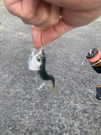 濁りは最高の…