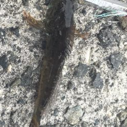 5目達成❗️  成らず、、