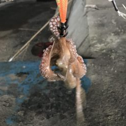 雨前のタコ釣り