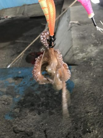 雨前のタコ釣り