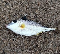 早朝に快適釣行