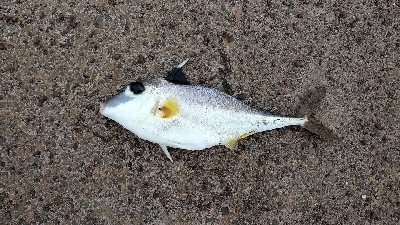 早朝に快適釣行