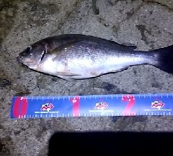 夜遅くからイサキの群れ