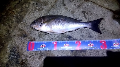 夜遅くからイサキの群れ