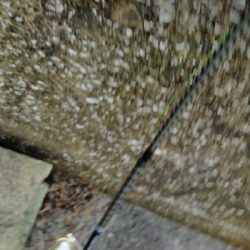 コノシロの大群