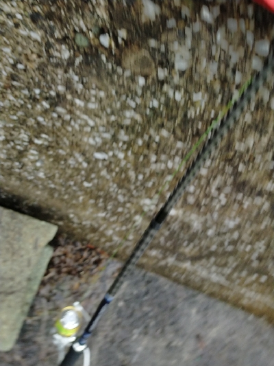 コノシロの大群