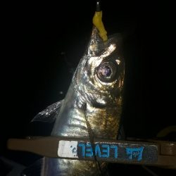 梅雨本番、梅雨メバルを求めて