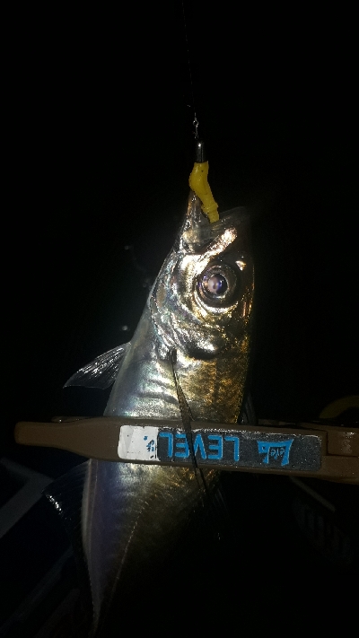 梅雨本番、梅雨メバルを求めて