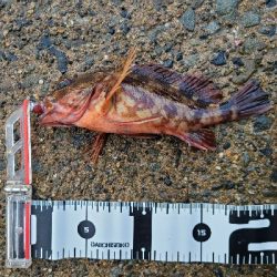 ロックフィッシュ