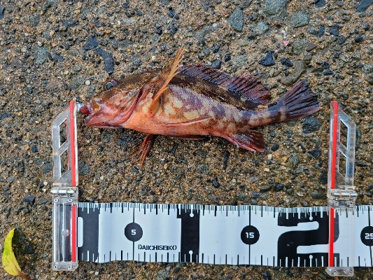 ロックフィッシュ