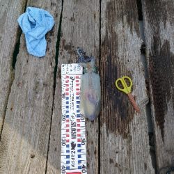 イカダエギング