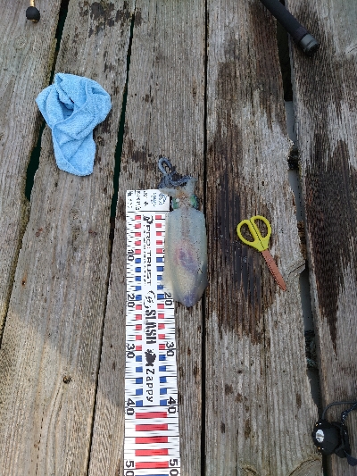 イカダエギング