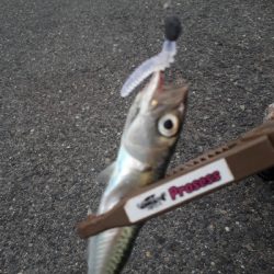 サバゲーはアジングの練習~