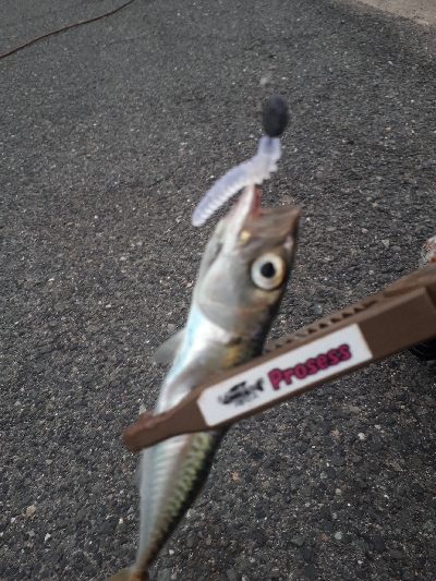 サバゲーはアジングの練習~