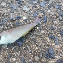 まだちょっとはやい？