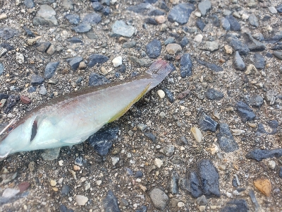 まだちょっとはやい？