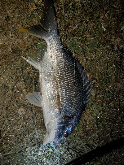 チヌトップタックルにて。