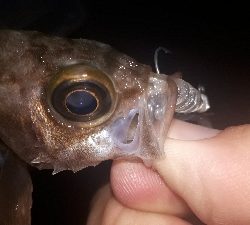 サバゲーからのメバリング