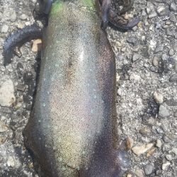 初場所で爆釣だったよ~ エギング