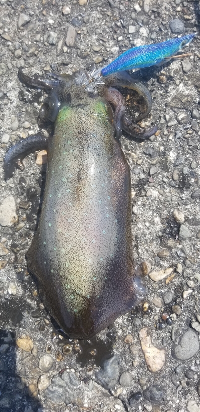 初場所で爆釣だったよ~ エギング