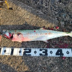 久しぶりのショアジギングの釣果!