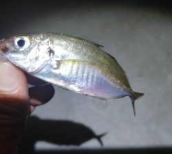 ライトソルト 五目達成！