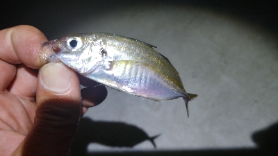 ライトソルト 五目達成！