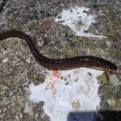 色々釣れました