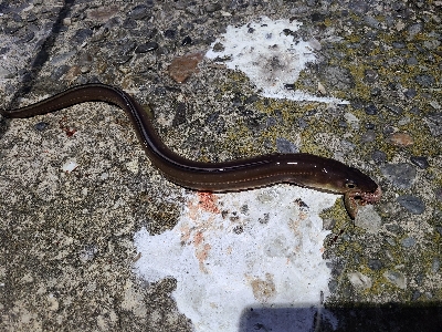 色々釣れました