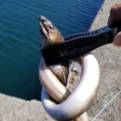 ヒラメ　アジ　アナゴ？