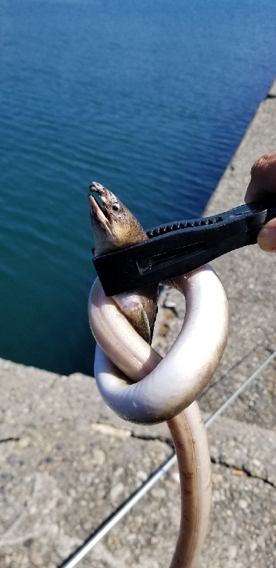 ヒラメ　アジ　アナゴ？