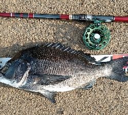 3尾・50cmの壁越えなるか